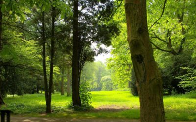 Führung durch den Frühlingswald im Arboretum – Neuss-Reuschenberg