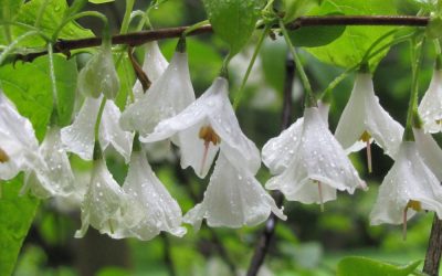 Führung durch den Frühlingswald im Arboretum (lebendes Baummuseum) Neuss-Reuschenberg